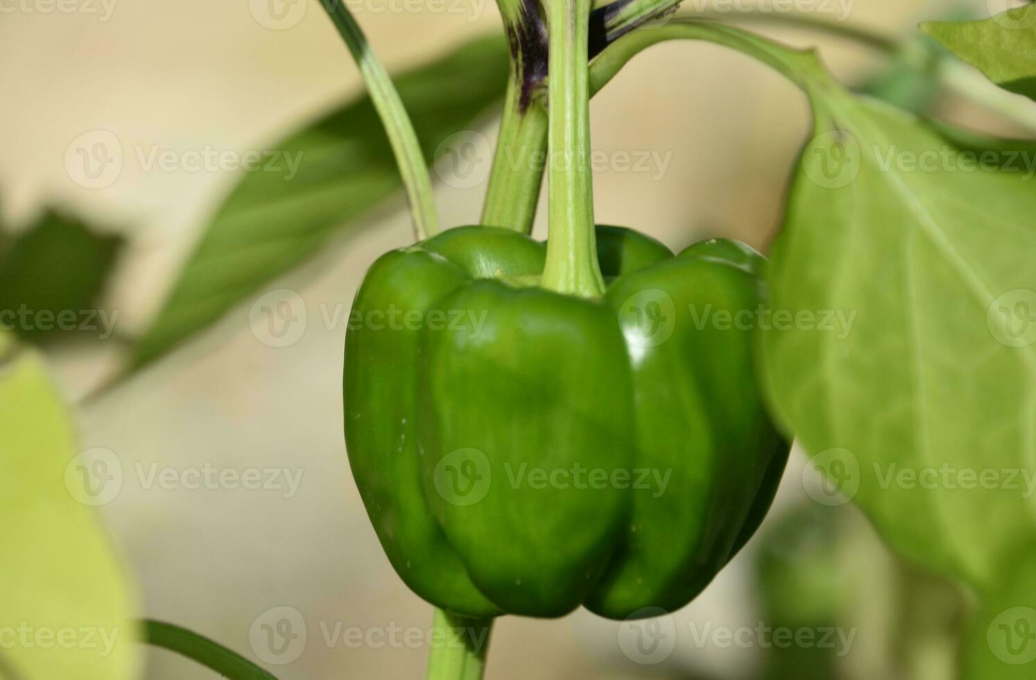 Fresh Green Bell Pepper on a Plant photo