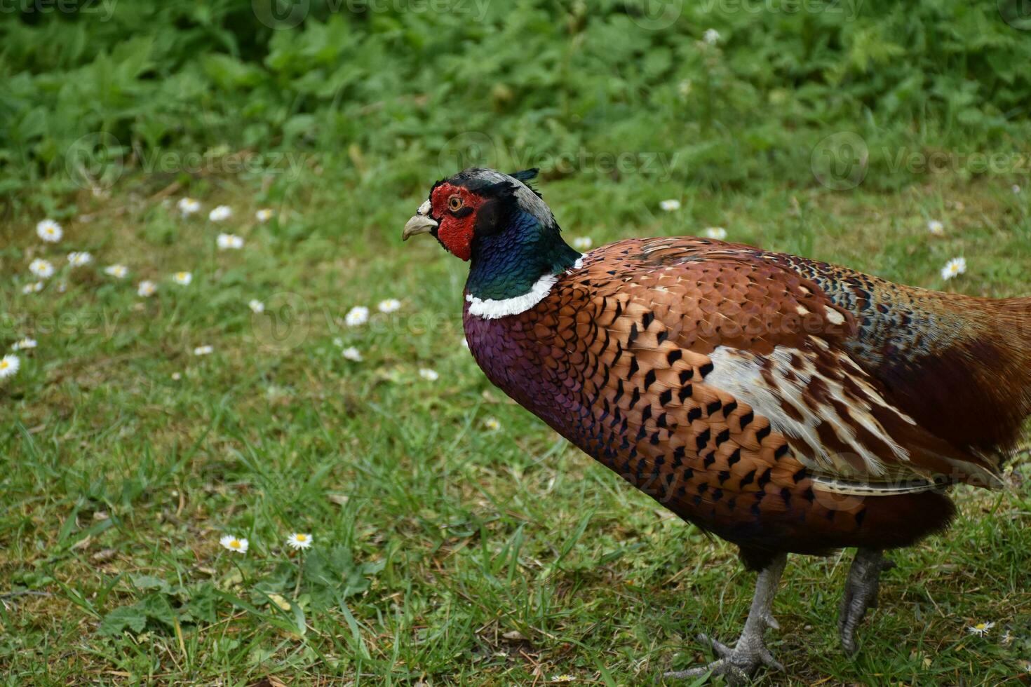 Stunning Ring Necked Pheasant in the Wild photo