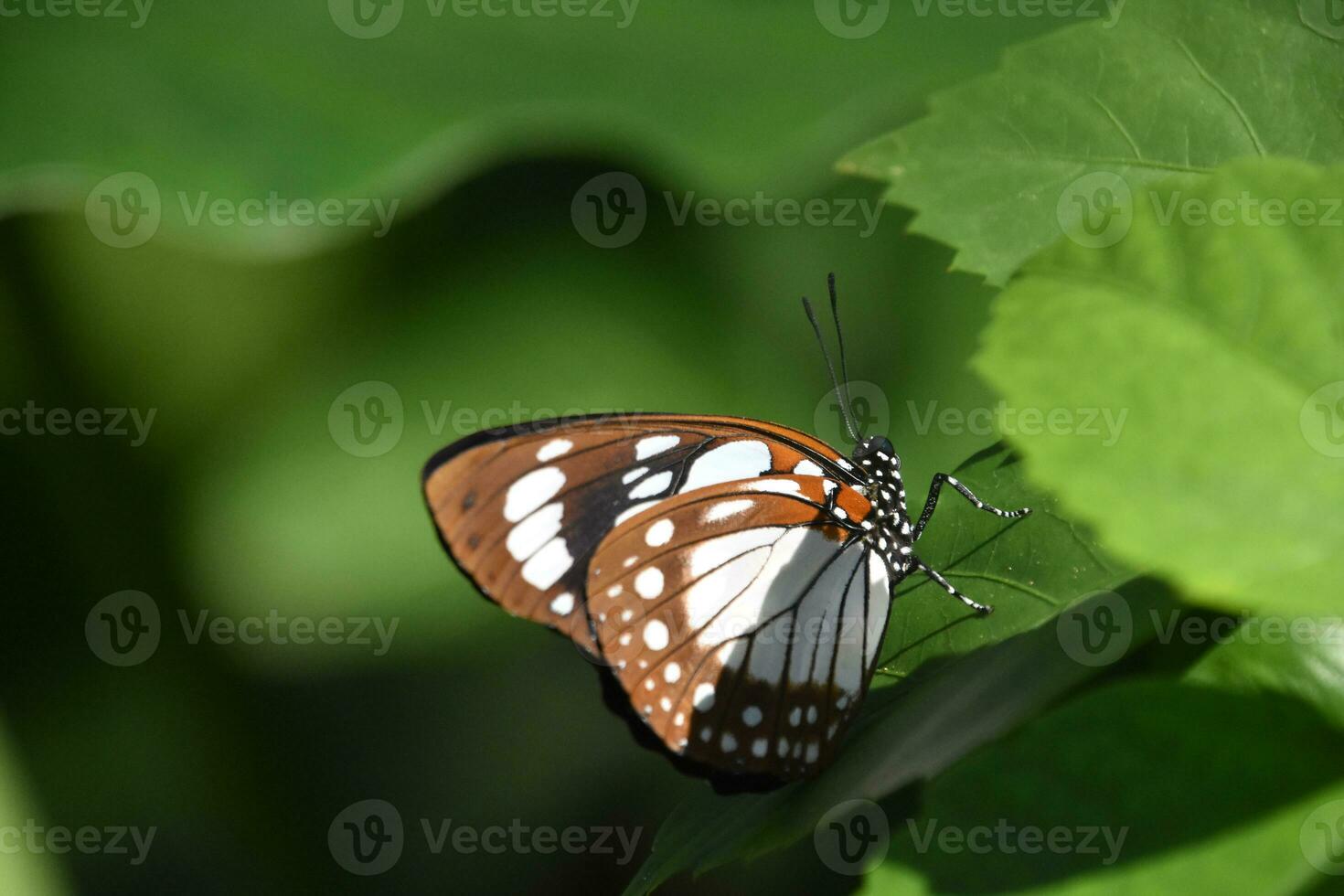 Sensational Butterfly Up Close and Personal in Aruba photo