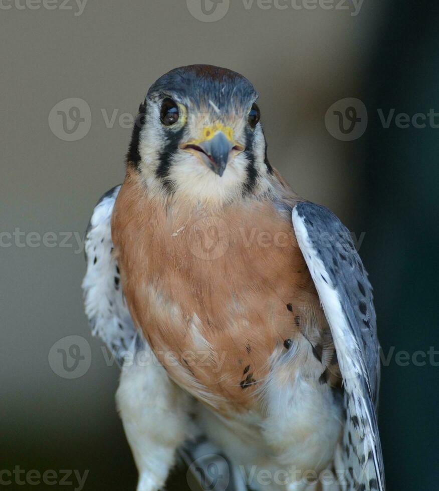 Large bird of prey standing with fluffy feathers photo