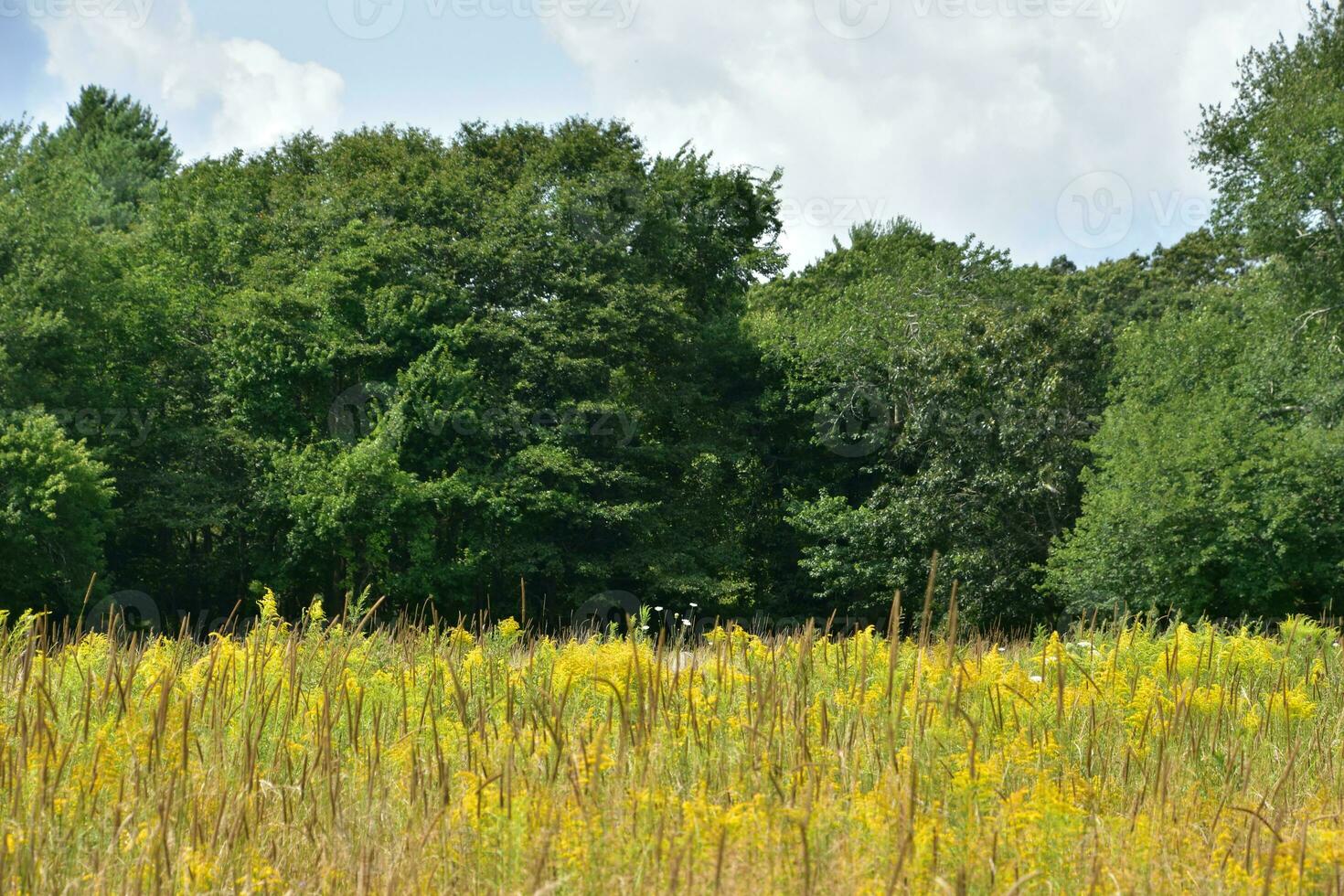 Beautiful Scenic Goldenrod Field with Trees on the Border photo
