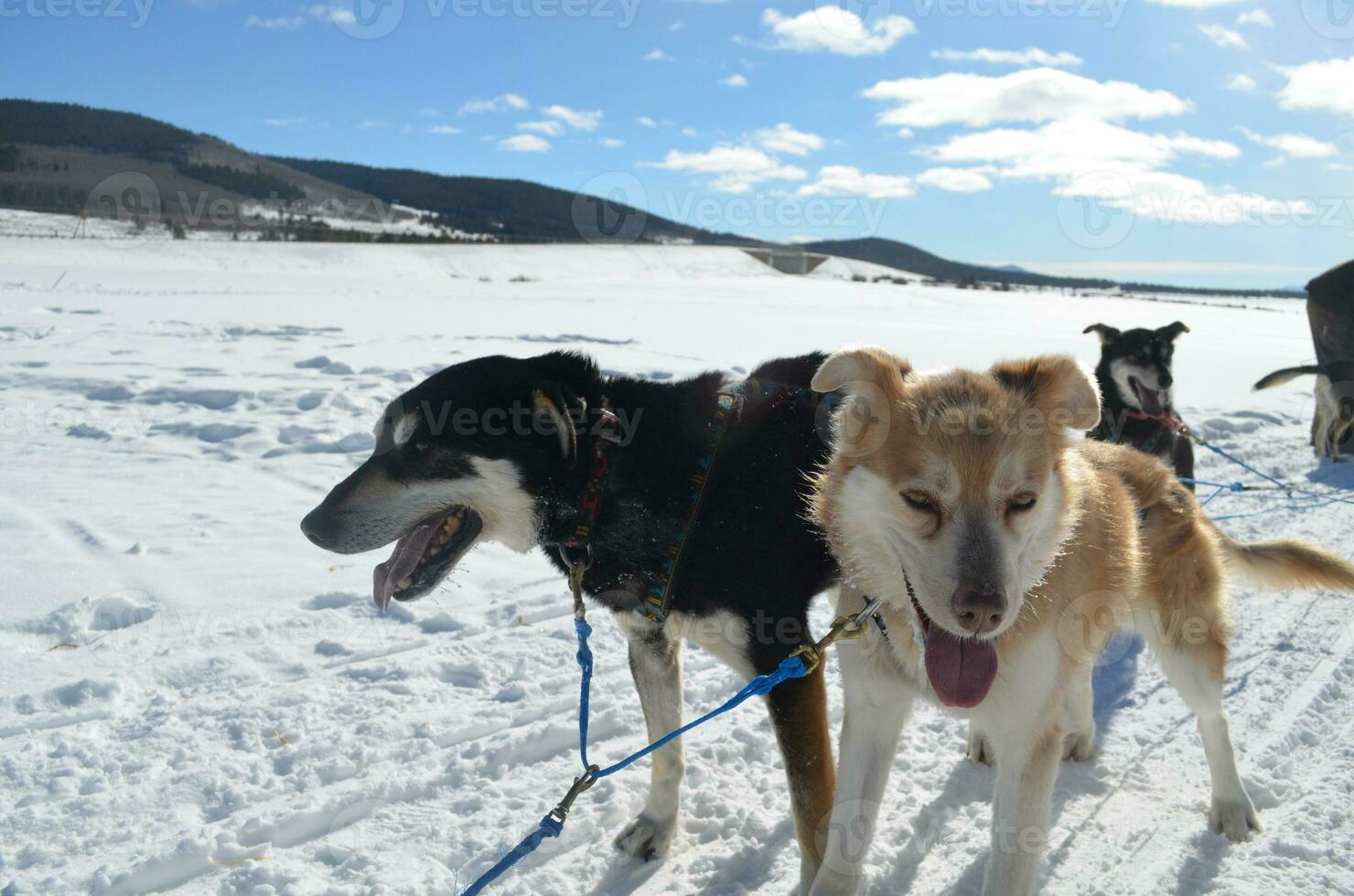 Team of Sled Dogs Who are Fatigued From Pulling photo