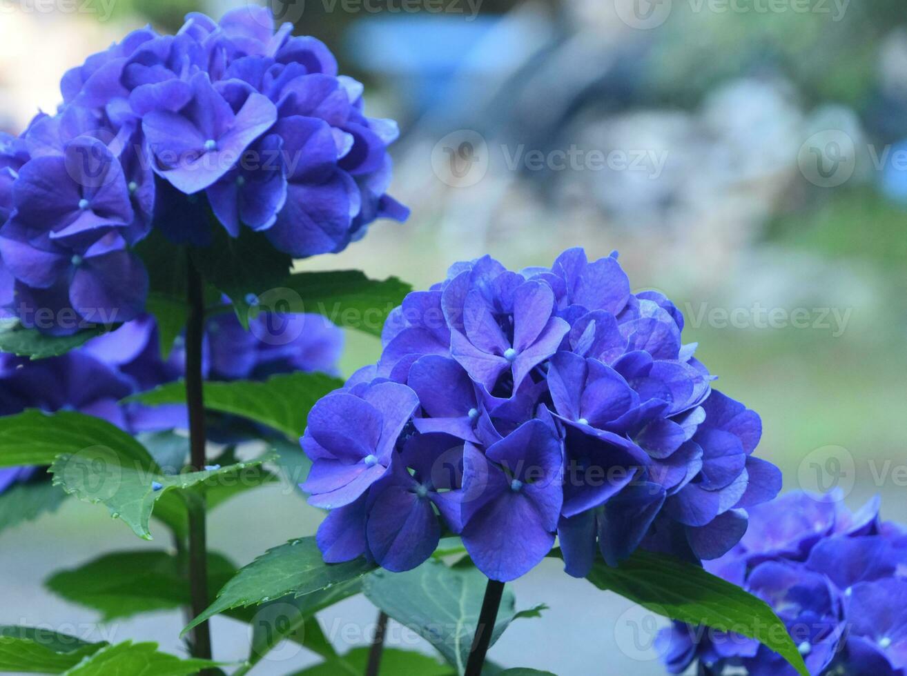 Hydrangea Bush Flowering and Blooming in the Summer photo