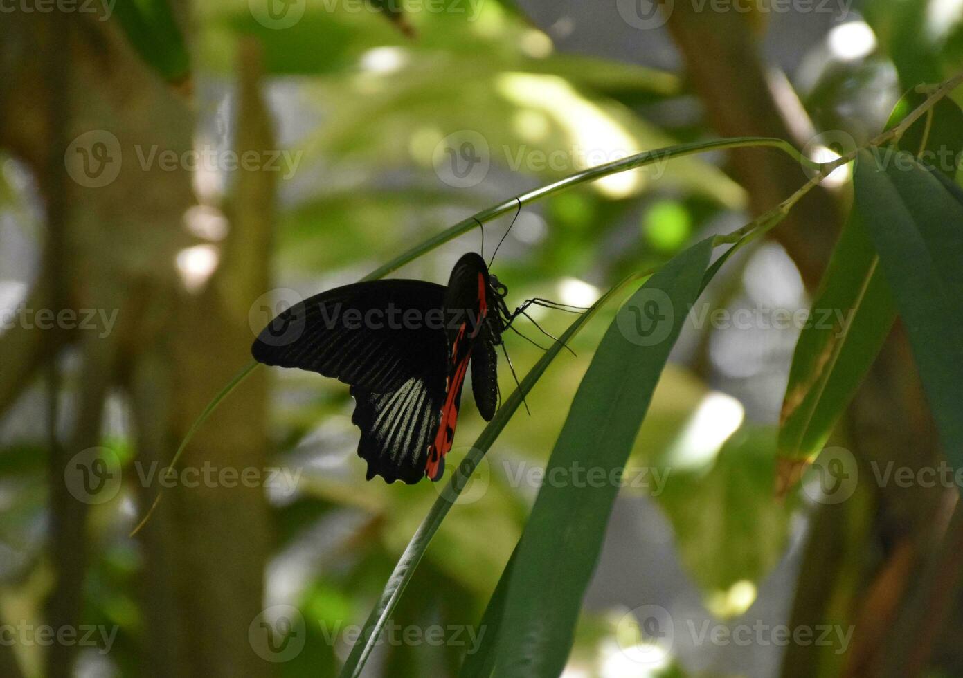Perfect Black and Red Butterfly on a Leaf photo