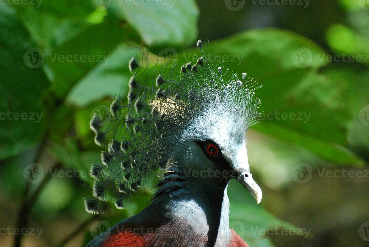 Lovely Feathers Crowning the Top of a Guora Bird photo