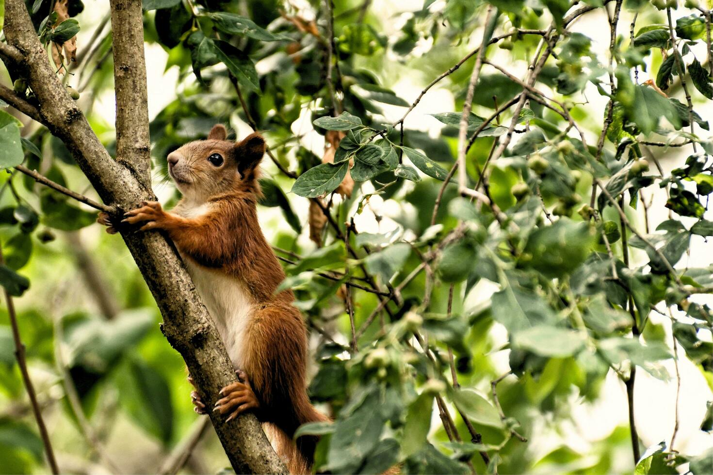 A squirrel standing on a log photo