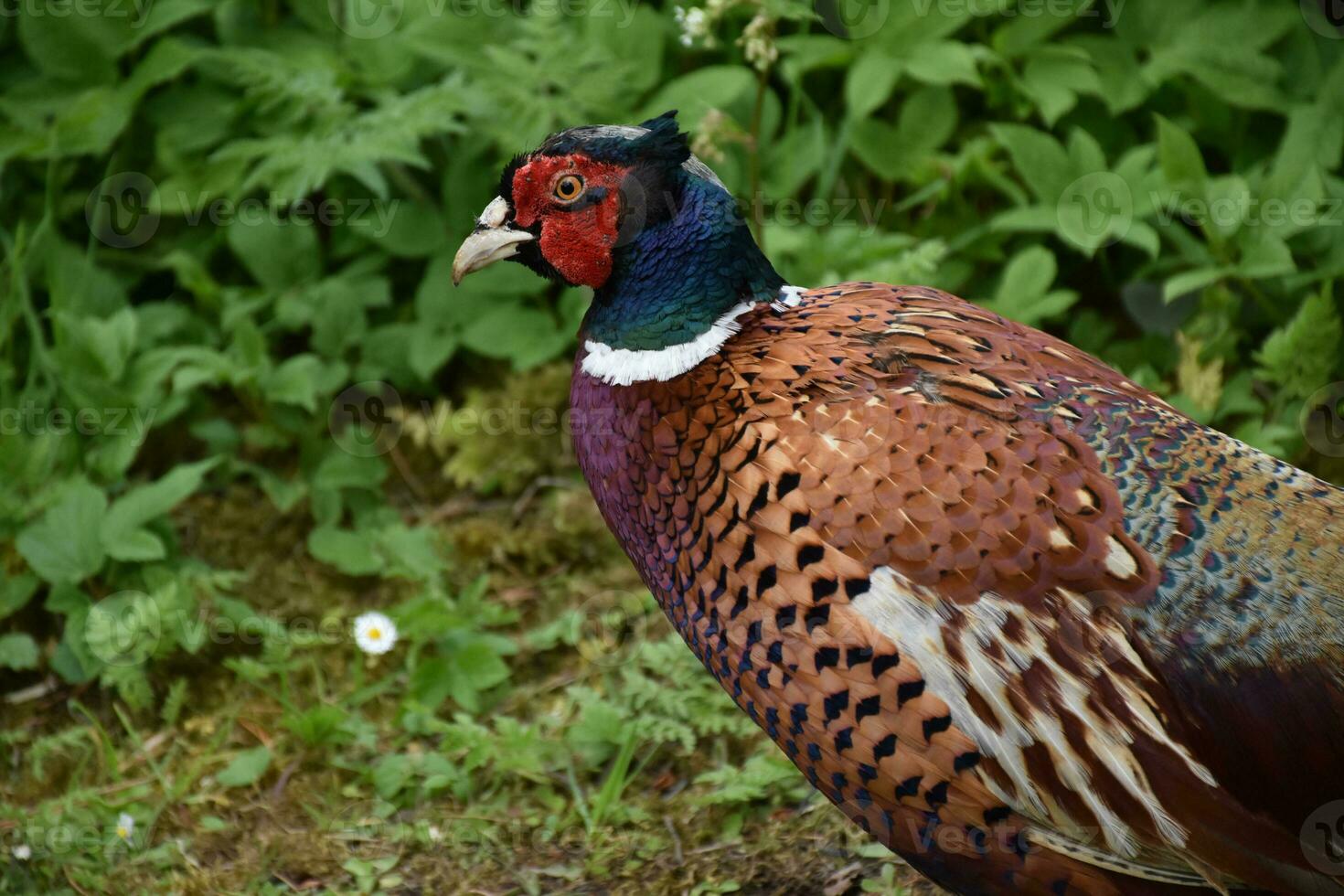 Gorgeous Pheasant Up Close and Personal in the UK photo
