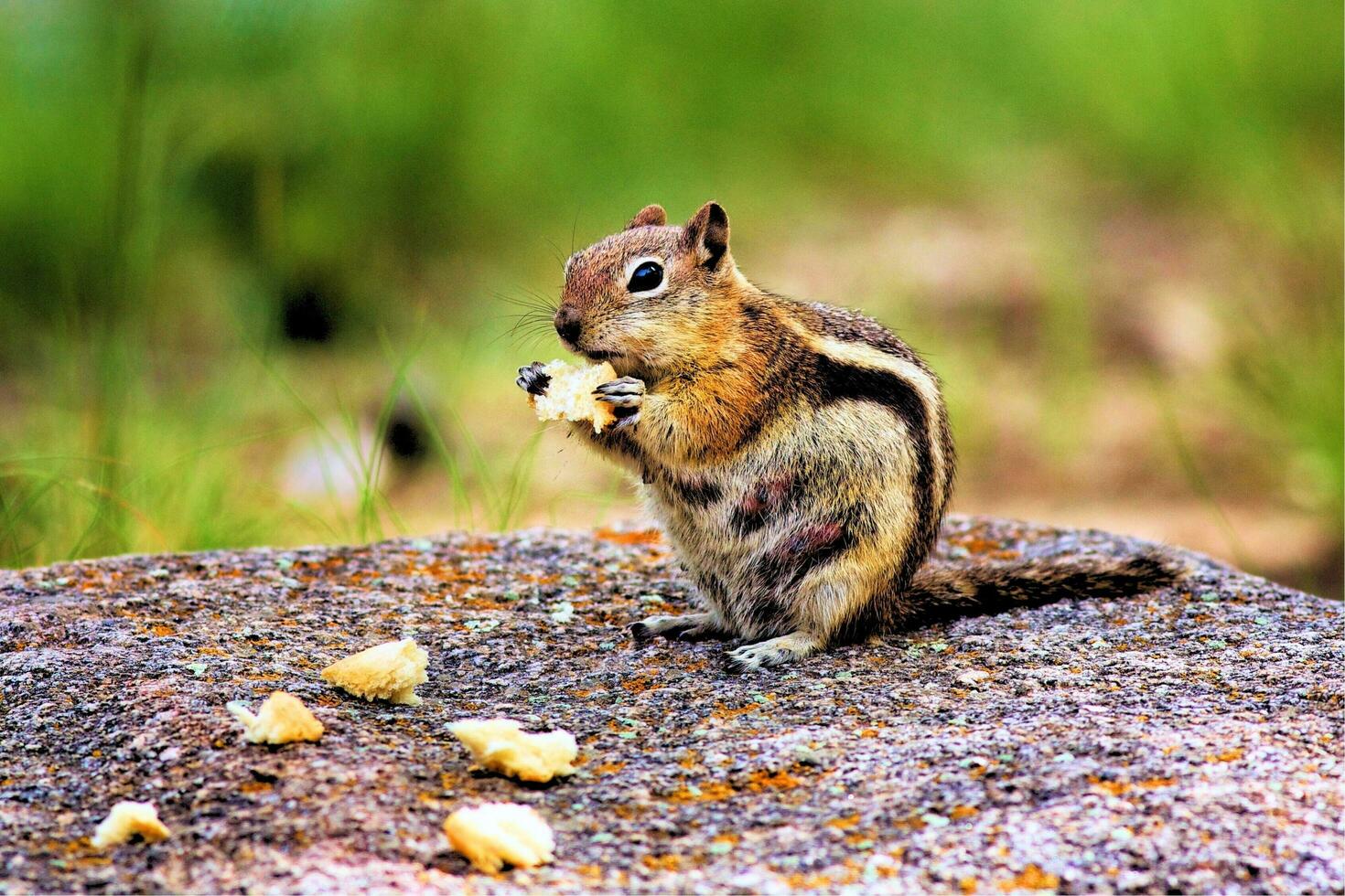 A squirrel standing on a log photo