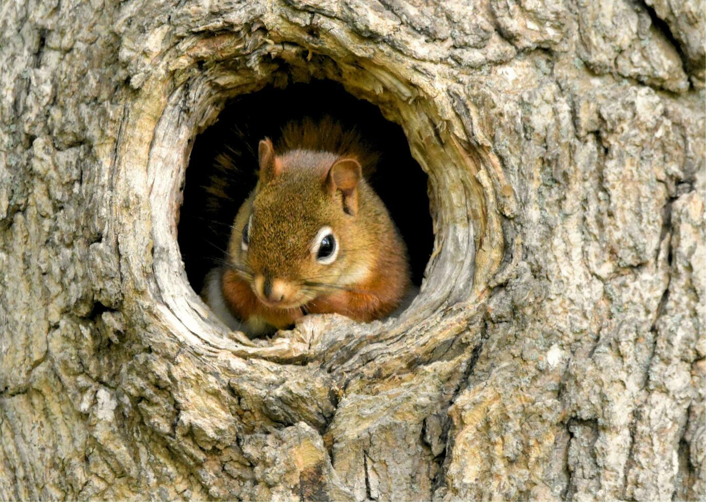 A squirrel standing on a log photo