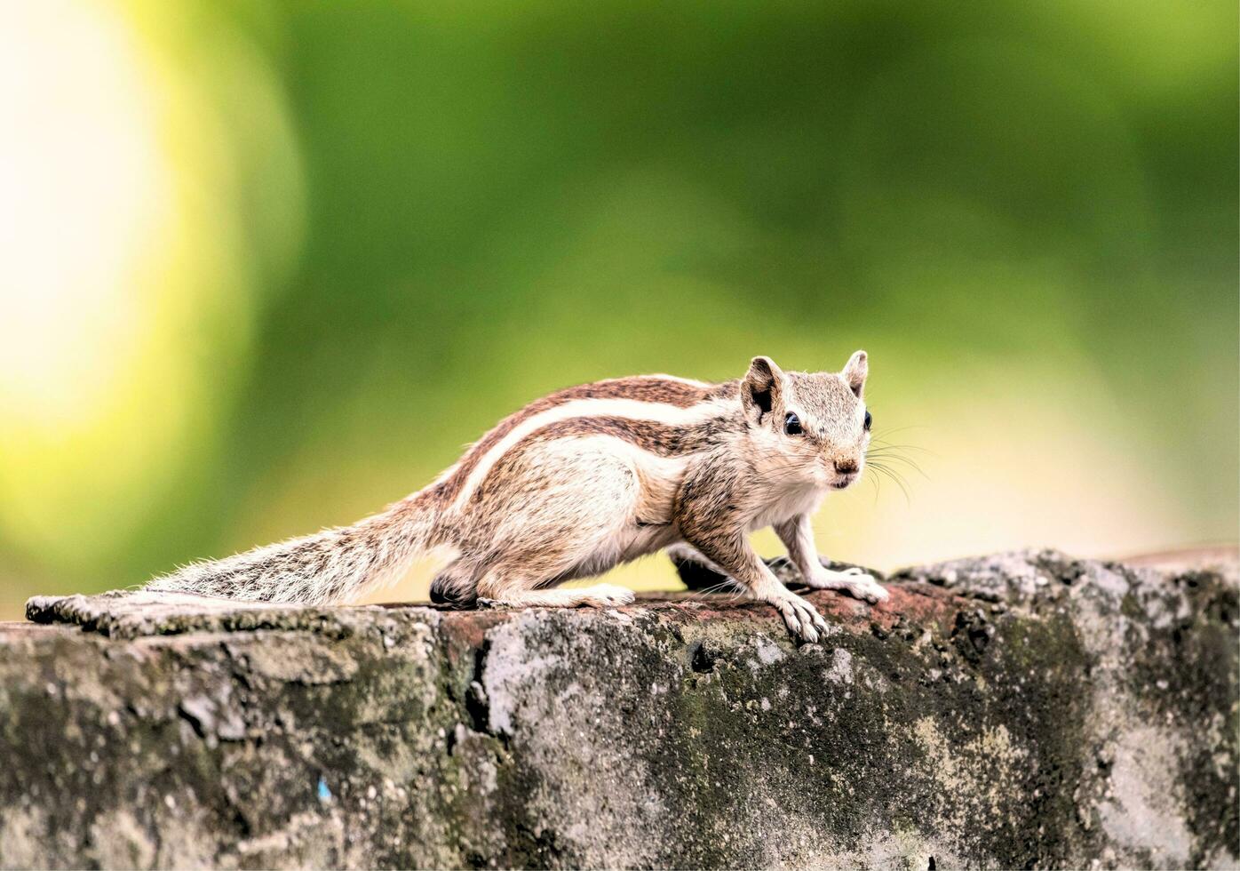 A squirrel standing on a log photo