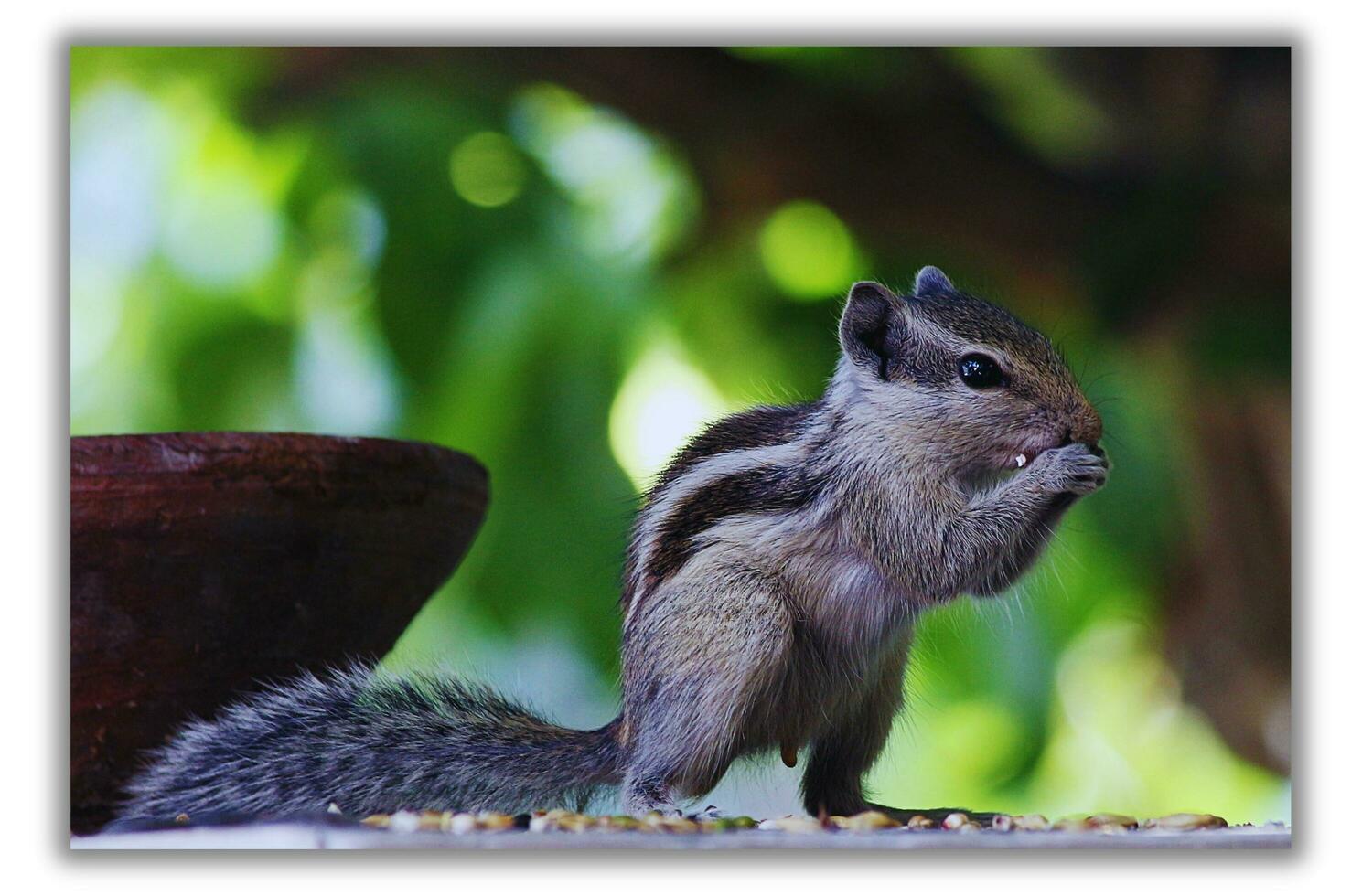 A squirrel standing on a log photo