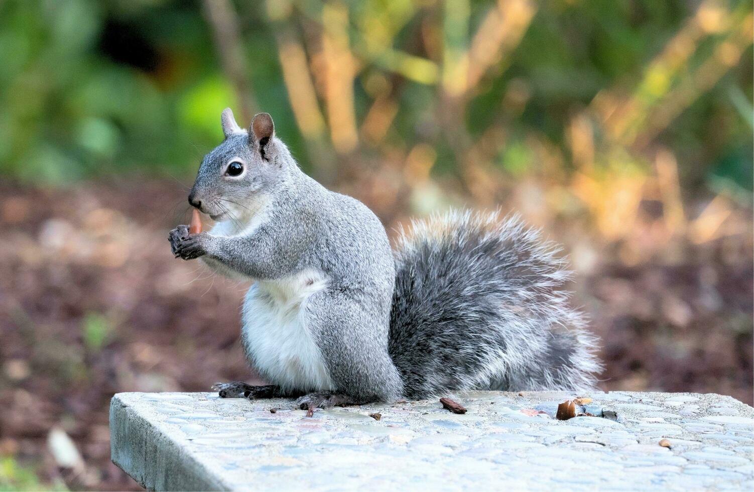A squirrel standing on a log photo