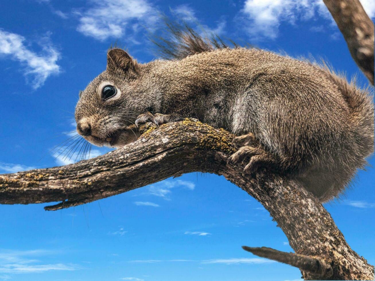 A squirrel standing on a log photo