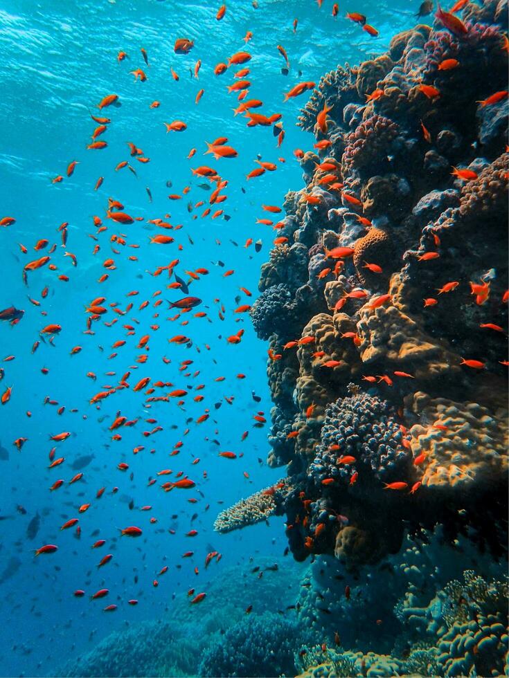A turtle swimming in the ocean photo