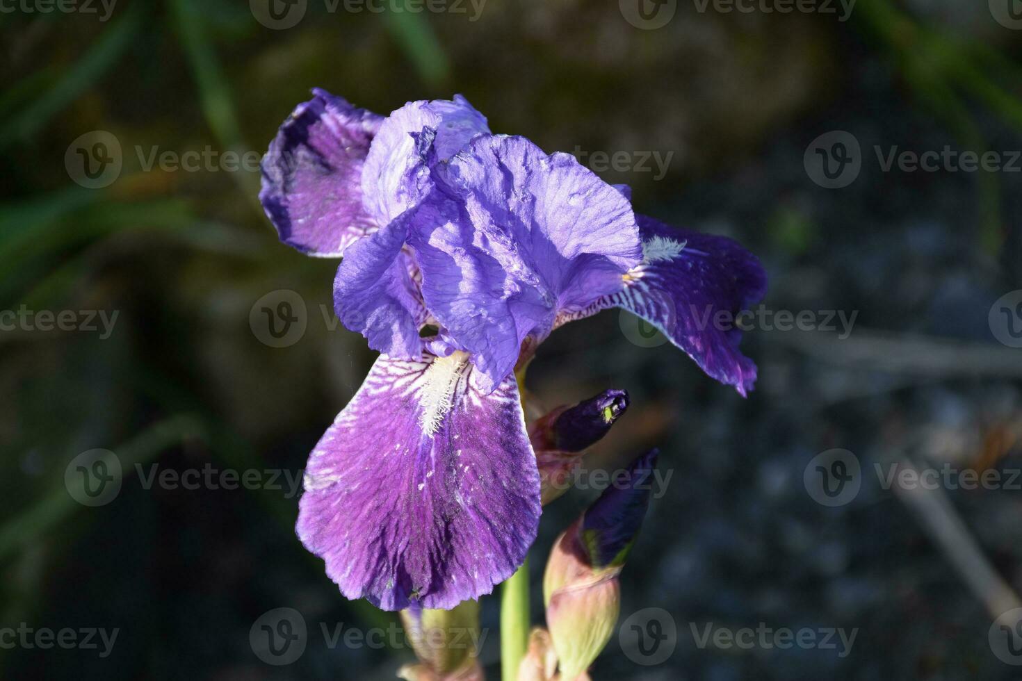 Pretty Dark Purple Flowering Bearded Iris Blossom photo