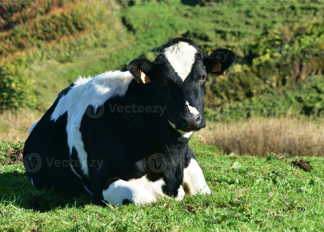 Beautiful Black and White Cow Resting in a Pasture photo