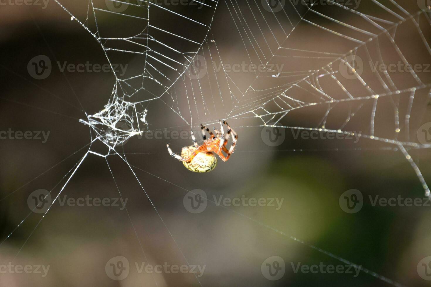Orbweaver Spider with a Colorful Abdomen in a Web photo