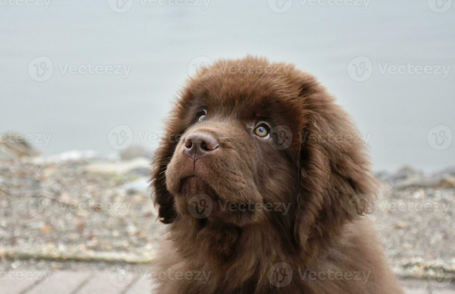 Sweet Brown Newfoundland Pup with Hazel Eyes Peering Up photo