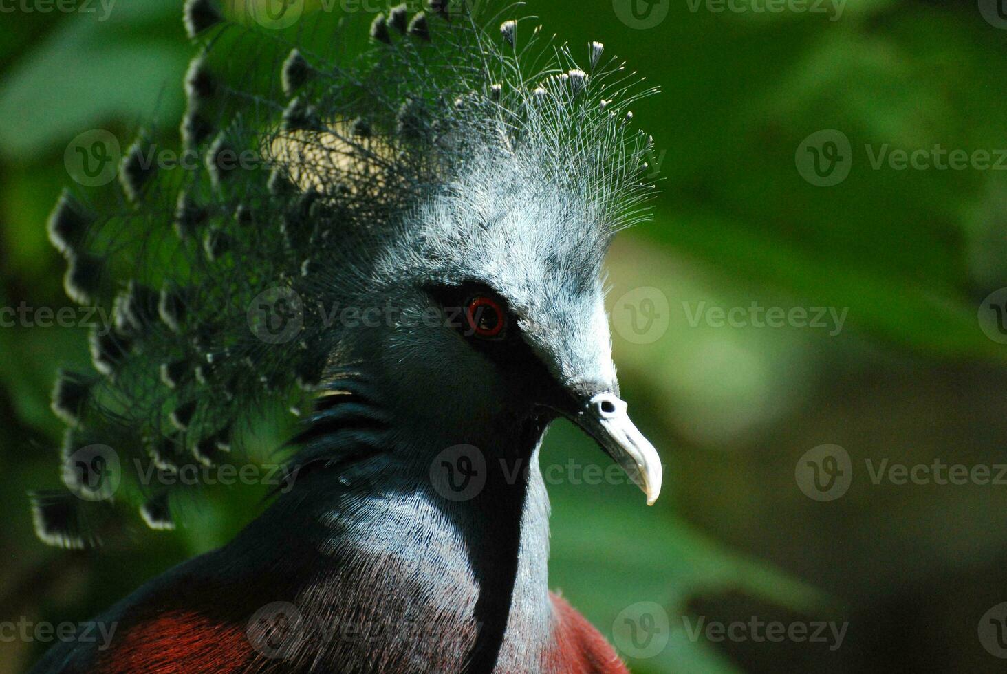Sun Shining on a Victoria Crowned Pigeon photo