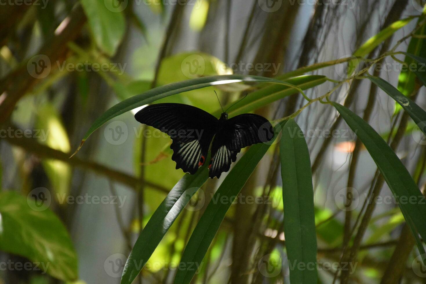 Black and White Butterfly in a Garden photo