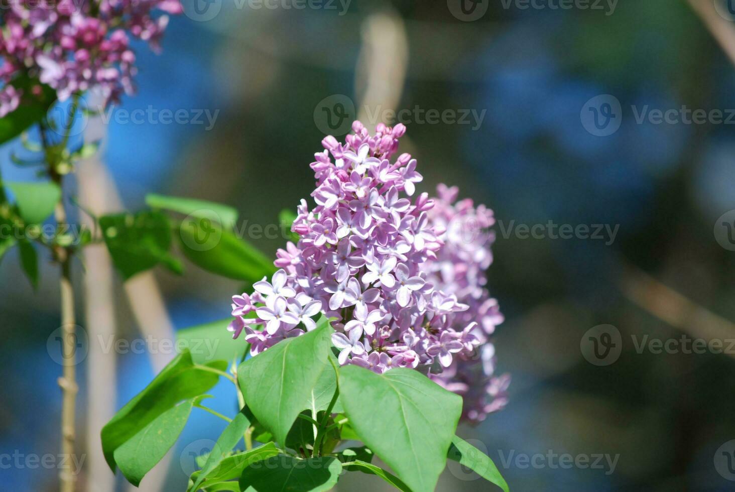 Pretty Blooming Lavender Lilacs Flowering photo