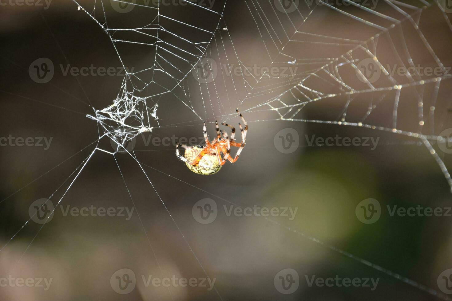 Marbled Orbweaver Spider Crawling Out from a Web photo