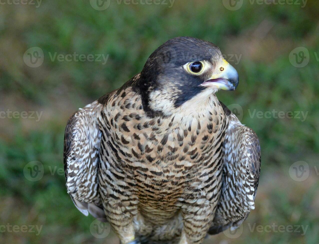 Breathtaking photo of a wild falcon looking to its side