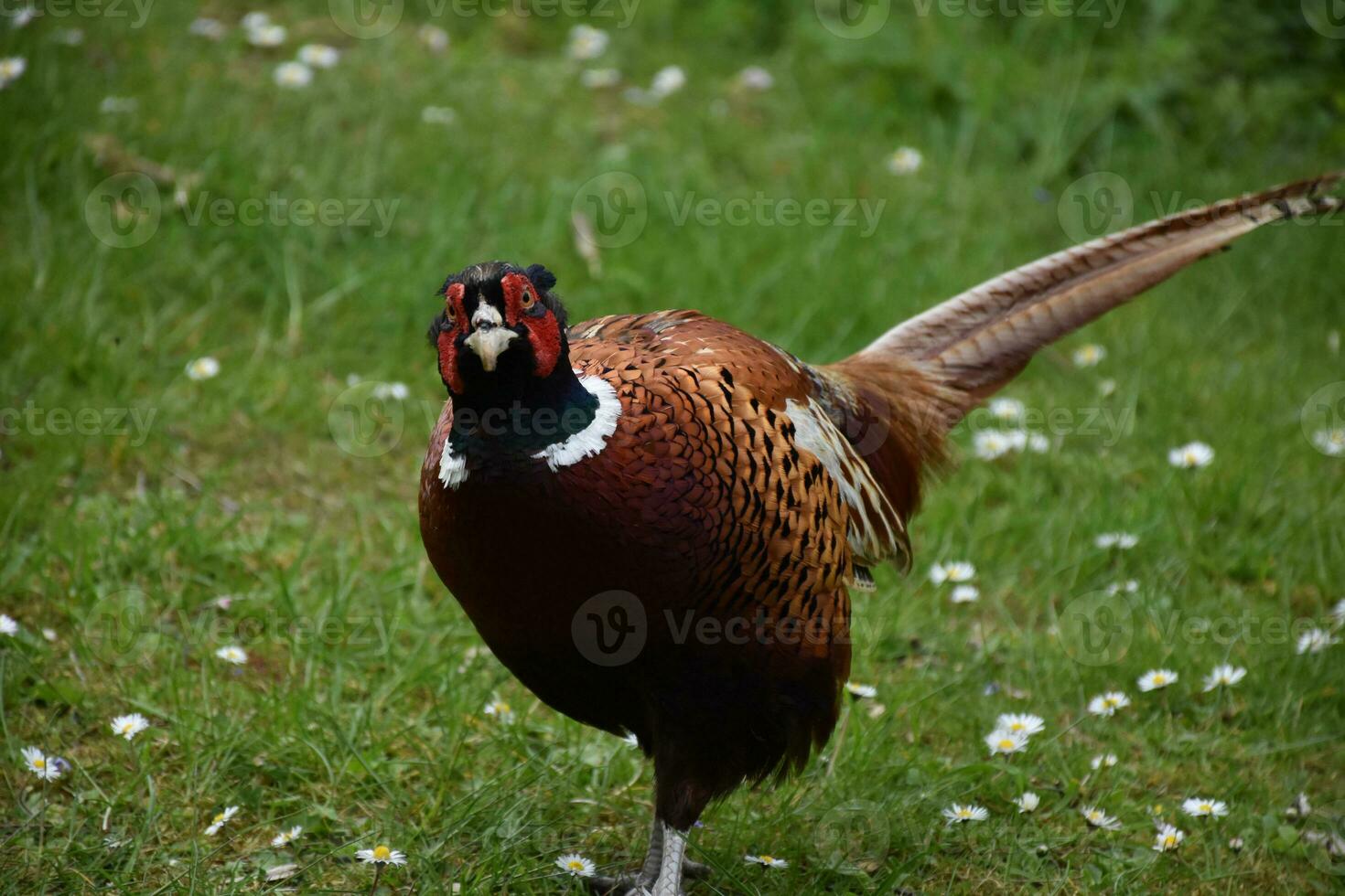 Wild Red Faced Pheasant Looking Up in the Spring photo