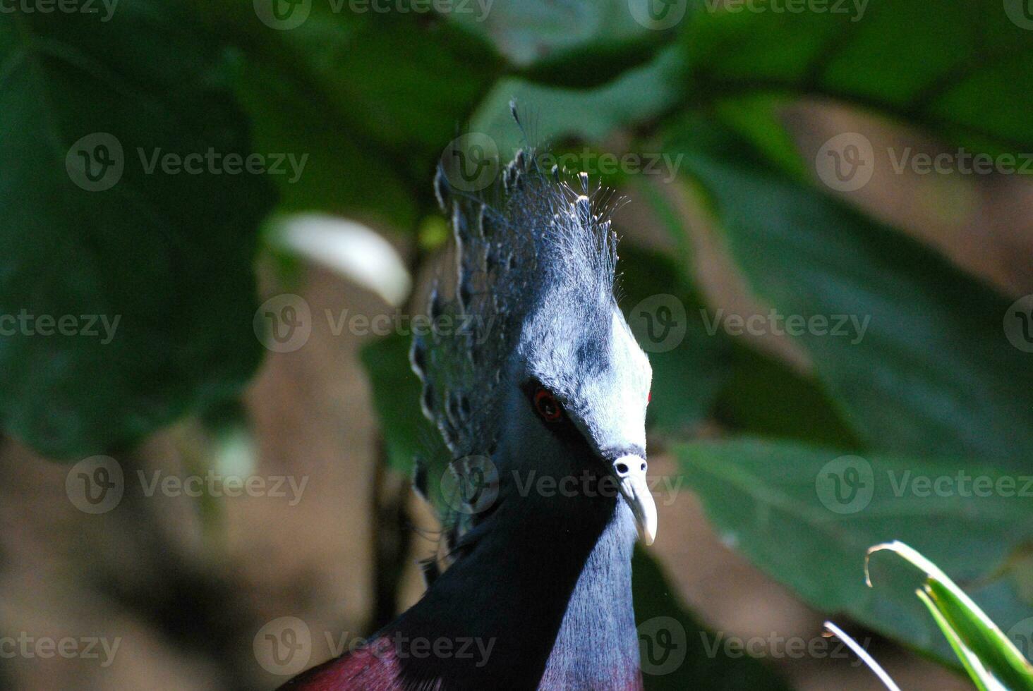 fantástico azul crestado pájaro con maravilloso desplome foto