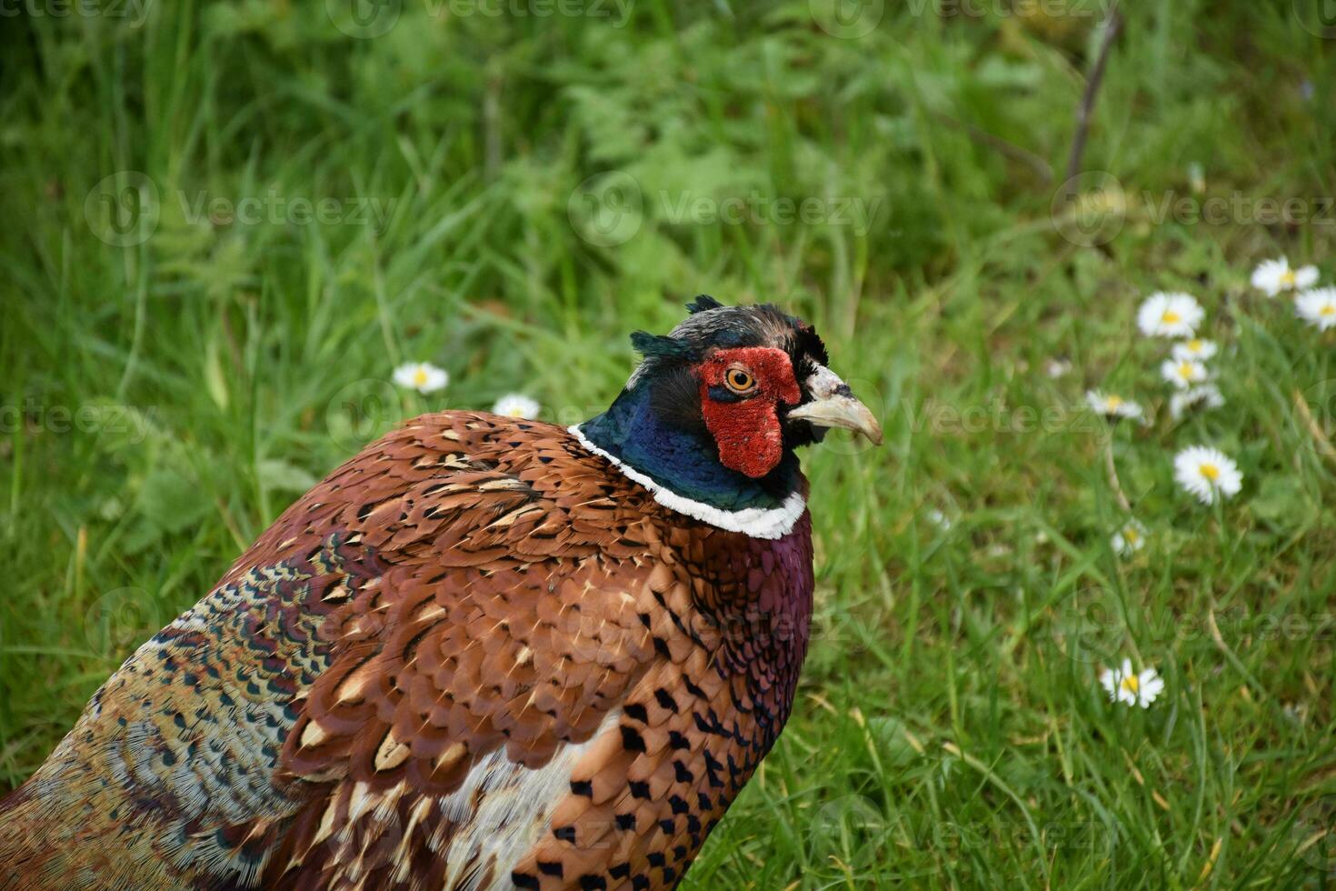 Ring Necked Pheasant with Cool Patterns on His Feathers photo