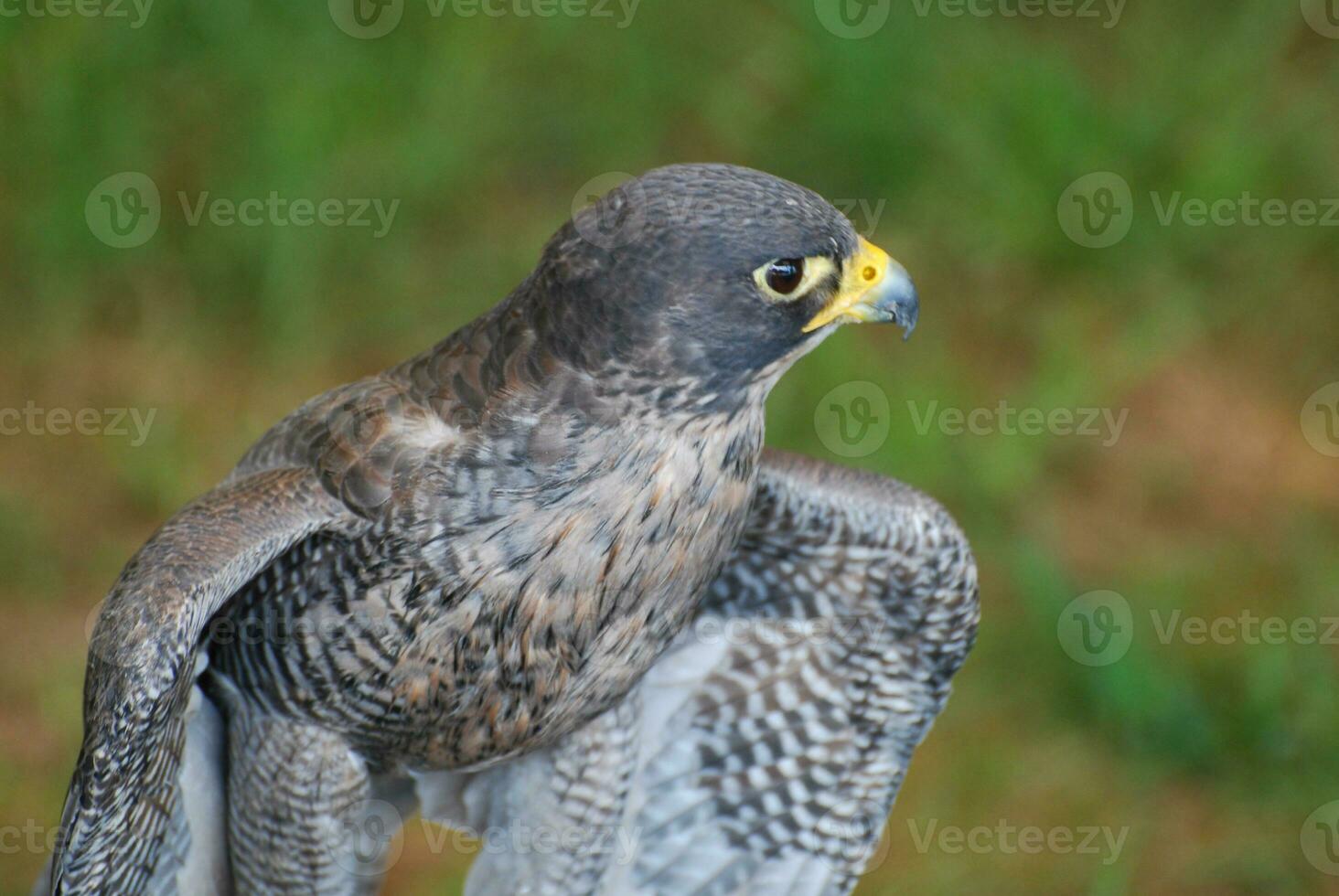 Stunning wild falcon close up photo with pretty feathers