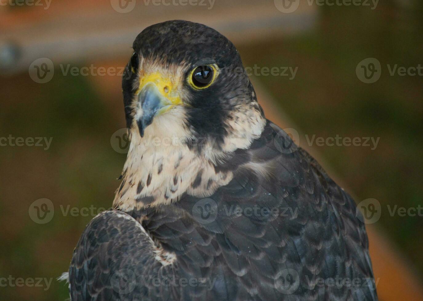 Prettyblack and white falcon looking behind itself photo