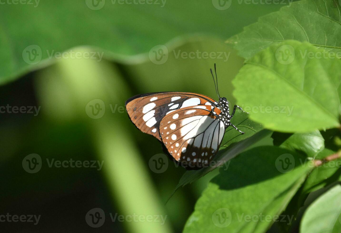 Stunning Small Black and White Butterfly in a Garden photo