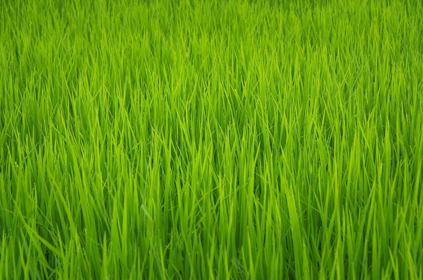 Landscape of green crops and field. Rice field with sunset and farmland in Thailand. photo