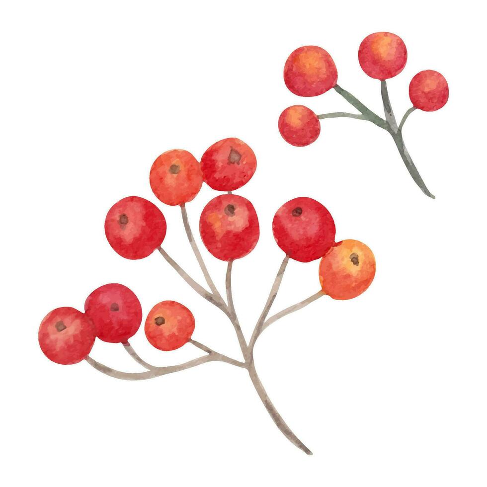 Set of bunches of red ripe rowan berries. Botanical, watercolor illustration. For printing on cards, stickers, notepads, dishes, fabrics, paper, textiles. Hand-drawn art. vector