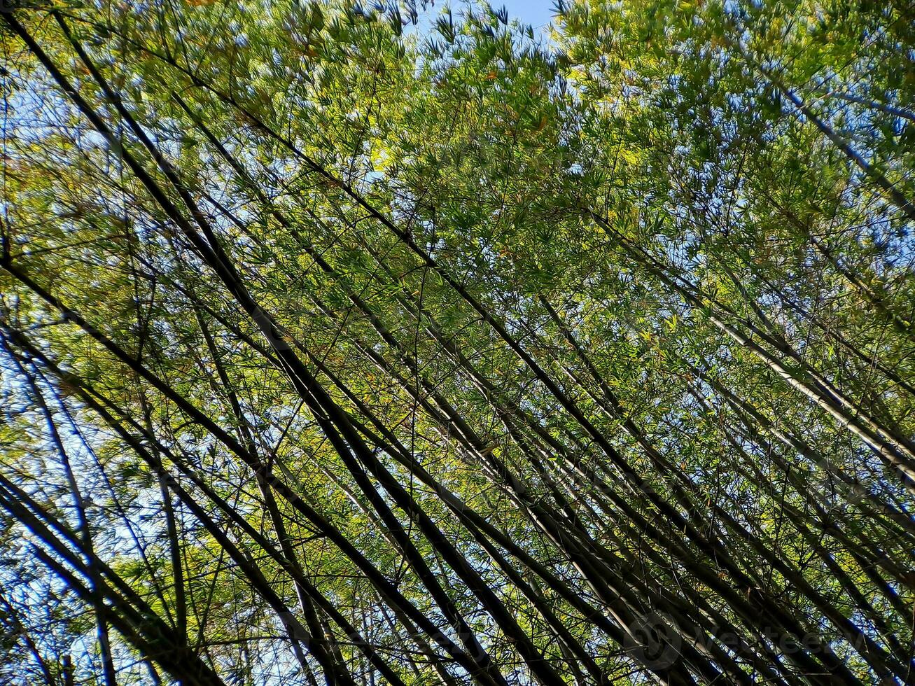 Find solace beneath the tranquil canopy of shady bamboo trees. Embrace nature's peaceful refuge and escape the hustle and bustle photo