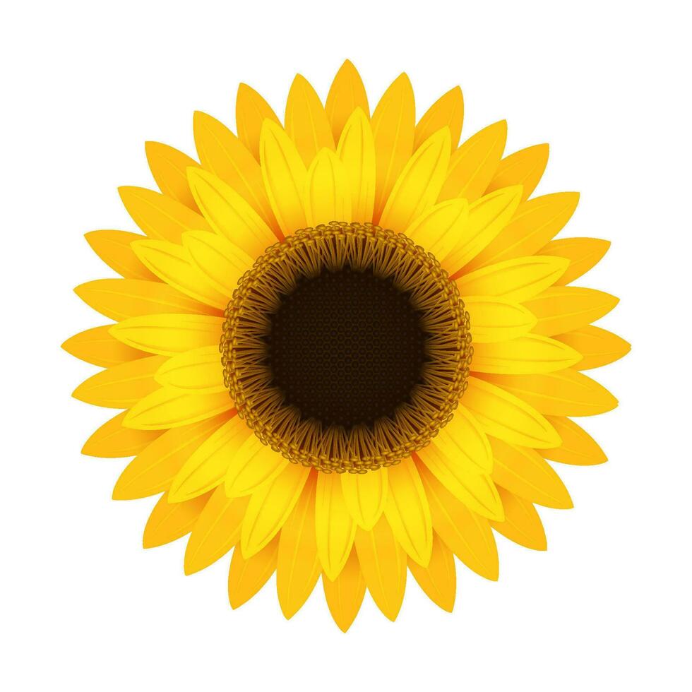 Yellow sunflower flower. Round bright inflorescence with realistic large petals and blooming dark vector pollen
