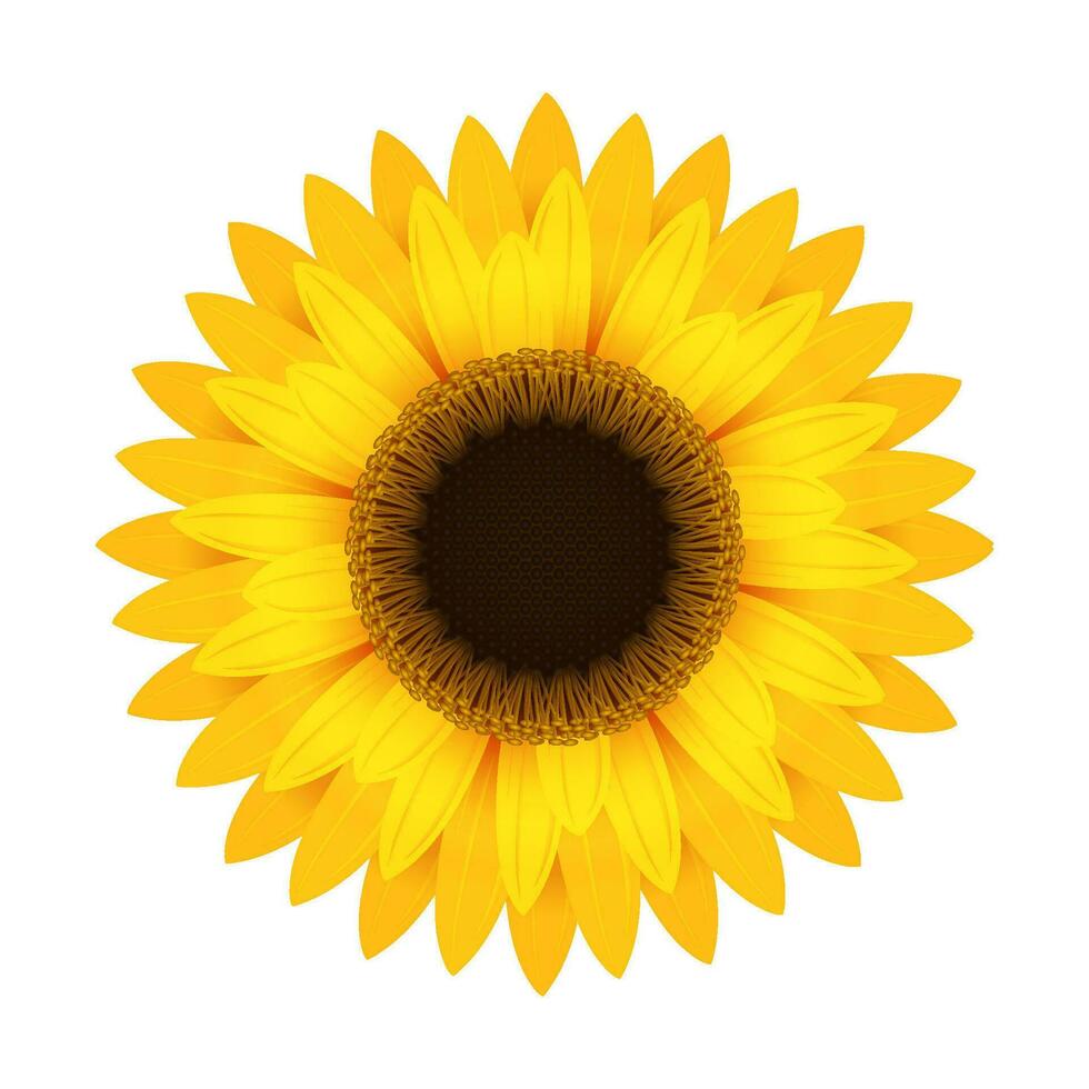 amarillo girasol flor. redondo brillante inflorescencia con realista grande pétalos y floreciente oscuro vector polen