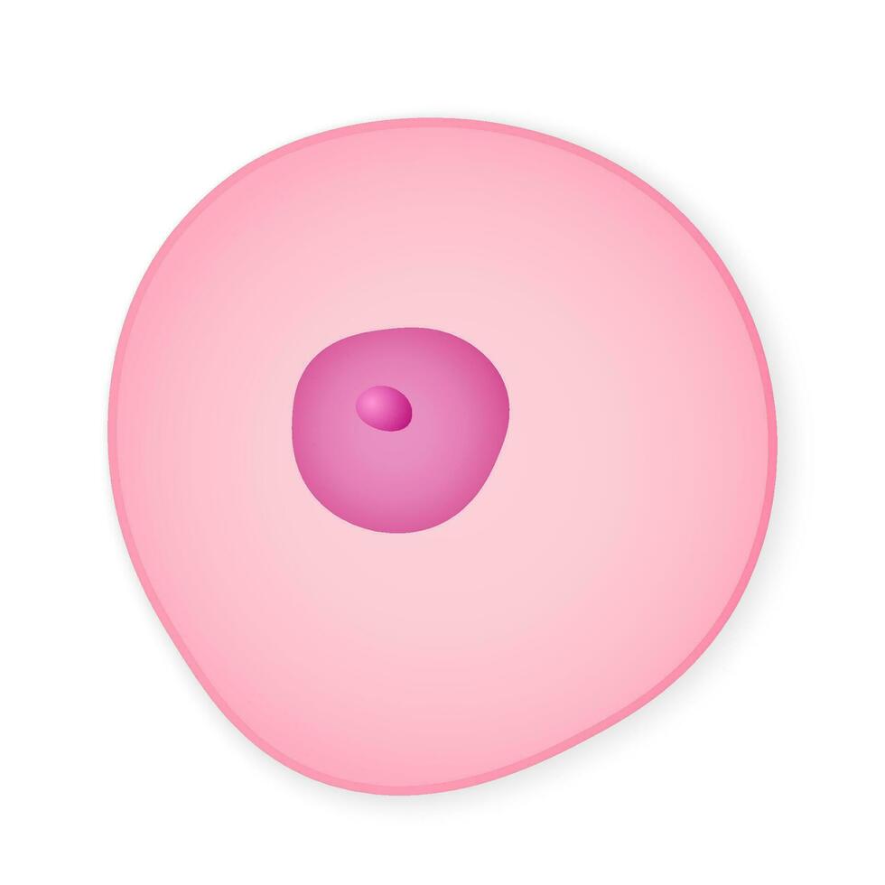 Simplified minimalistic organic cell. Healthy pink microscopic formation of organism that creates organism and participates in biological vector processes.