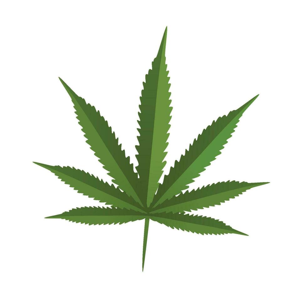 Green leaf of marijuana. A symbol of legal organic doping based on the substance of cannabis. Used for smoking and ingestion. Saturated herbal green color with a fashionable, modern design. vector