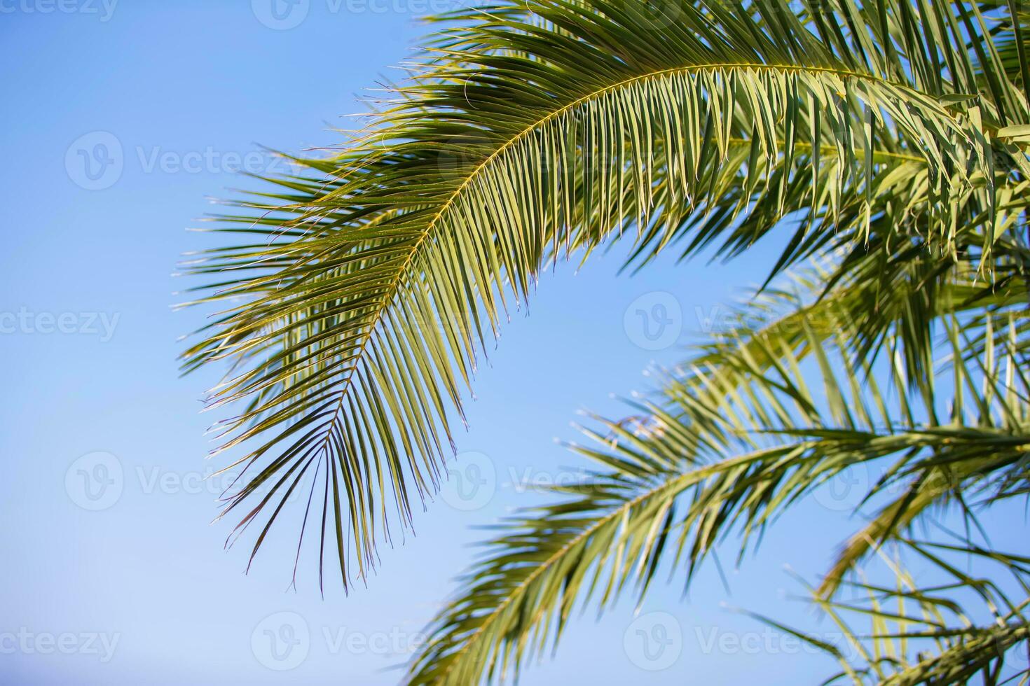 Palm trees against the blue sky, Palm trees on the tropical coast, coconut tree. photo