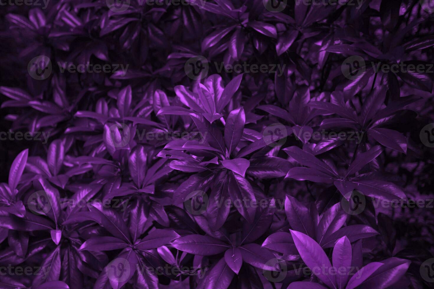 Texture of creative purple leaves. Ecological plant background. photo