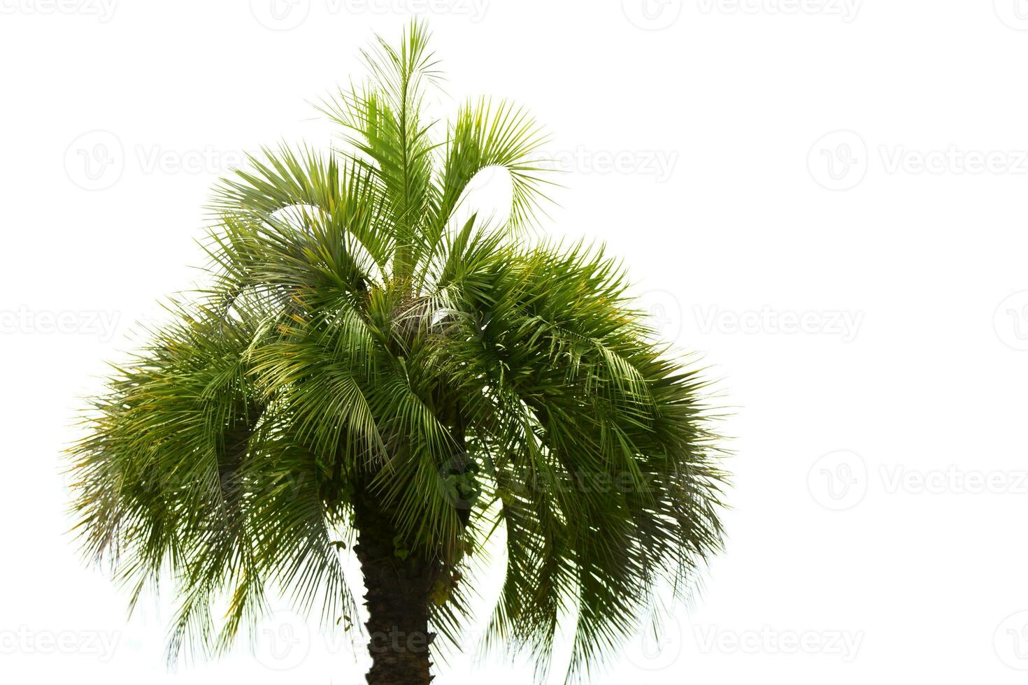 Tropical natural background. The top of a palm tree on a white background. photo