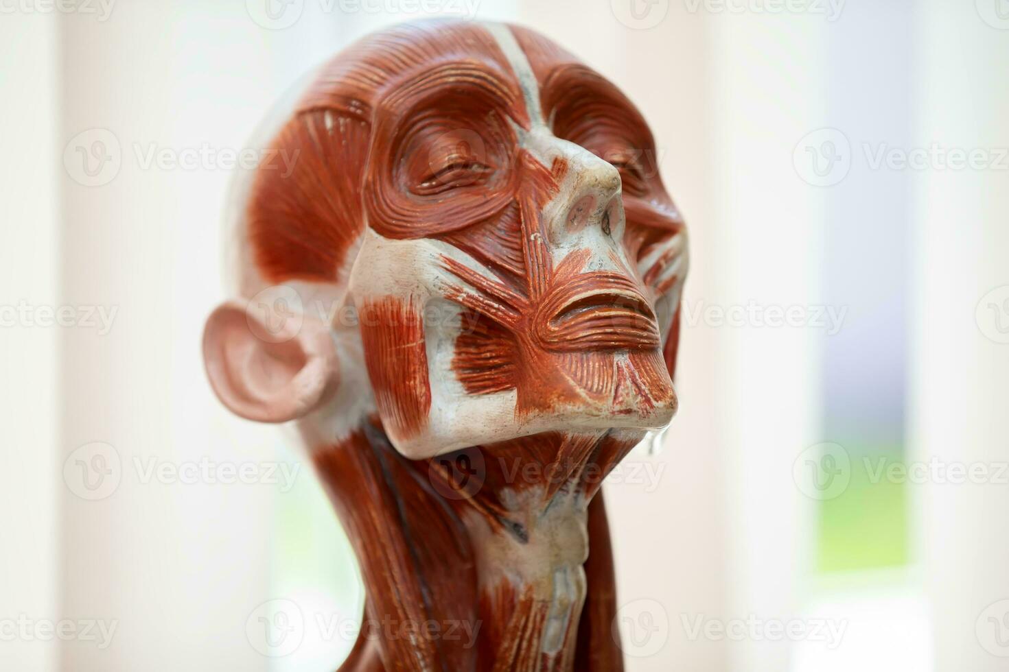 Human head anatomy model for education.Human Face Anatomy photo