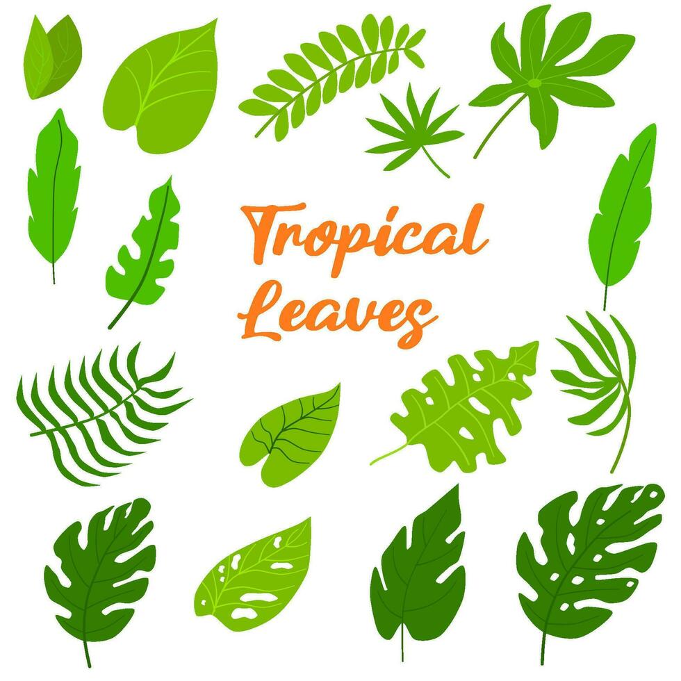 collection Tropical green leaf illustrastion vector