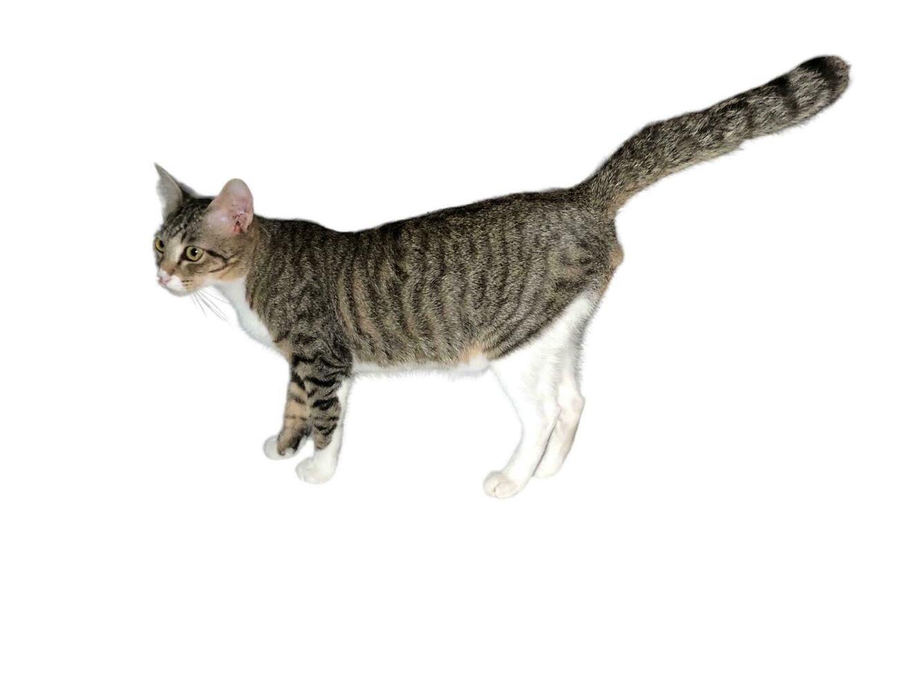 Domestic cat walks on a white and isolated background photo