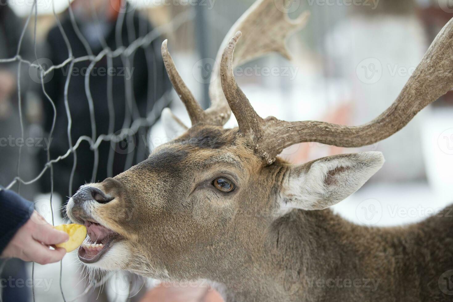 The muzzle of a deer with antlers behind the netting of an aviary close-up. Feed the deer. photo