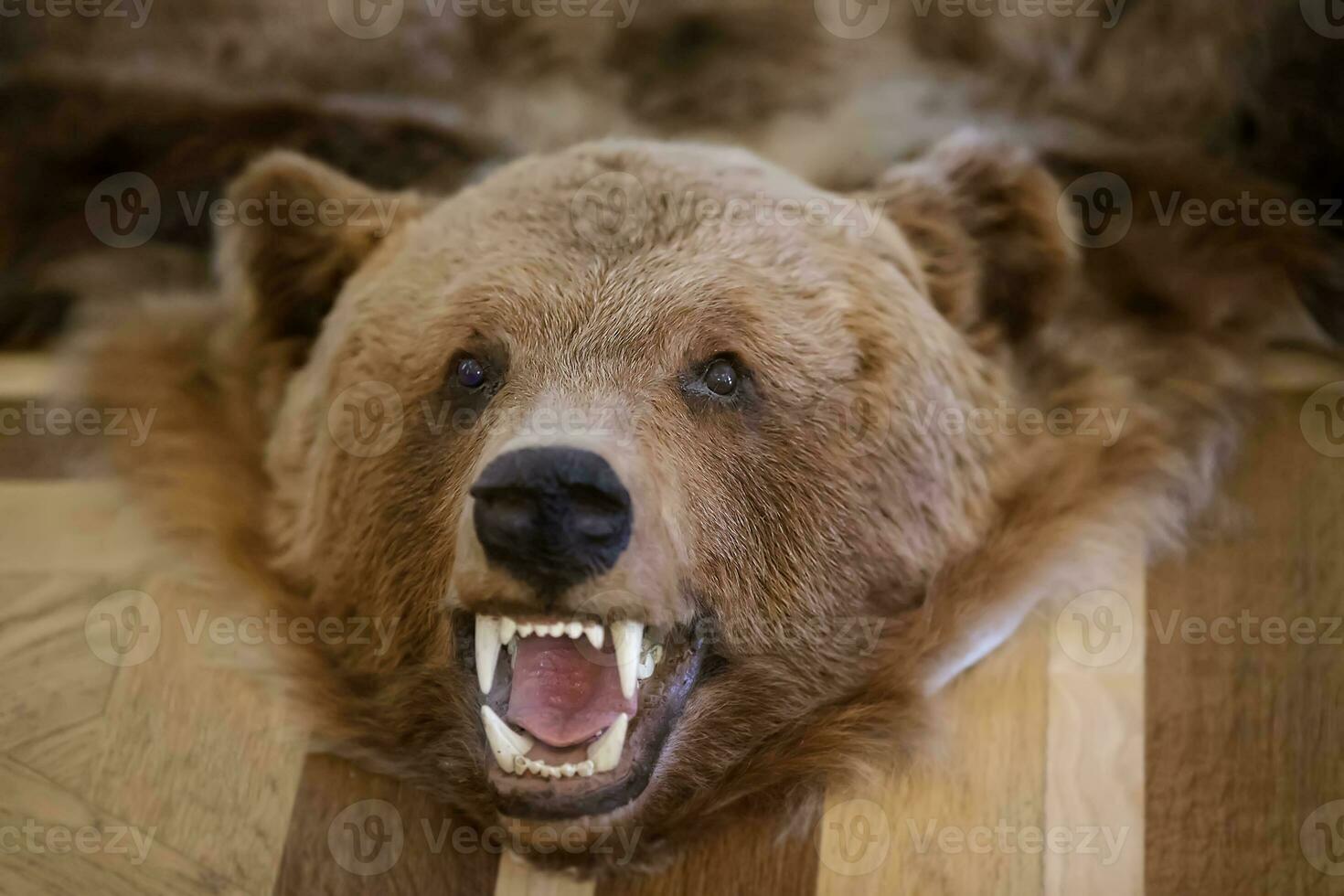 The head of a stuffed bear with a bared mouth and fangs. photo