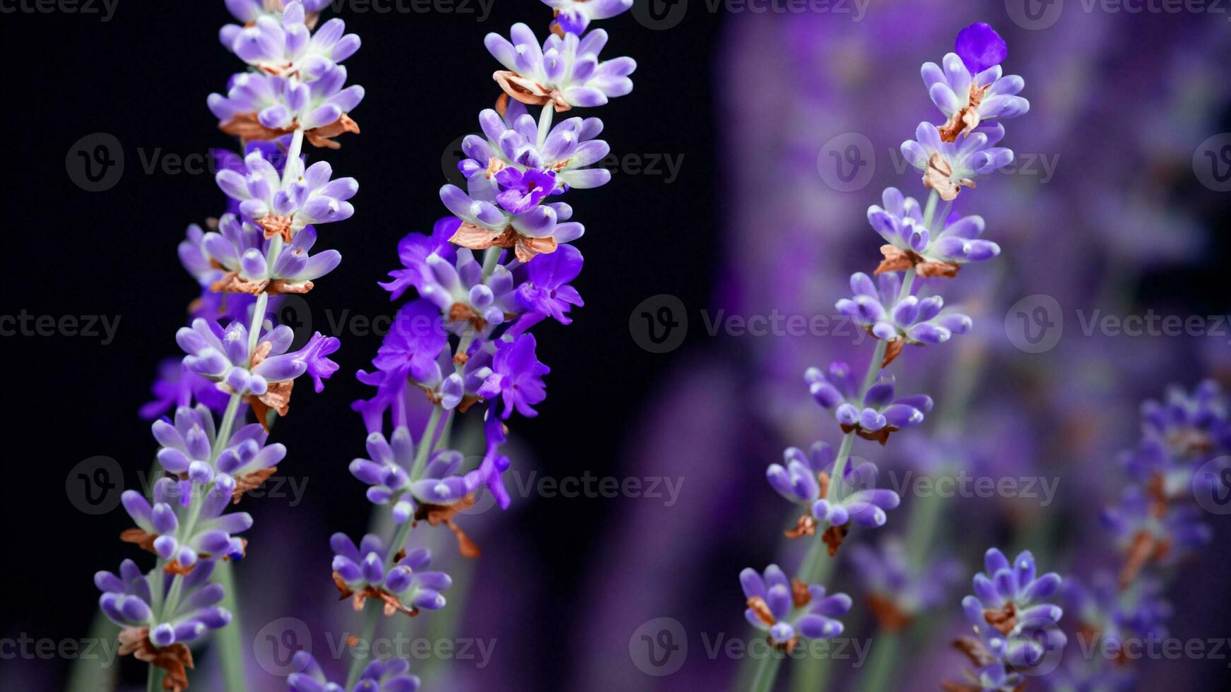 alto detalle, de cerca de lavanda flores, aislado en negro foto