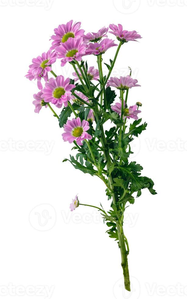 Bunch of wild flowers isolated on white background photo